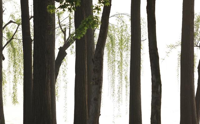 带有春风的诗词句有哪些，58句春风诗词送给你