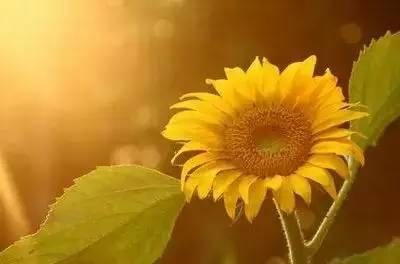 花语代表治愈的花，100种花的花语养养眼