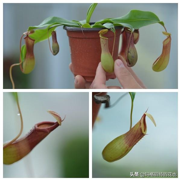 通向死亡的甜蜜诱惑，什么猪笼草是最好养（大量吸食它，可致人瘫痪、死亡）