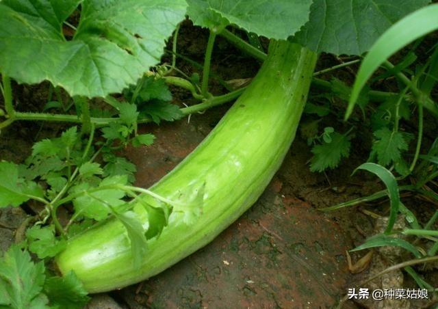 春天适合种什么菜，春季能种什么蔬菜