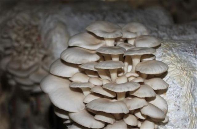 平菇的栽培种植技术和管理，平菇的栽培技术