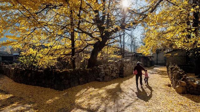 院子里种什么树可以招财进宝，5种树是院子里的