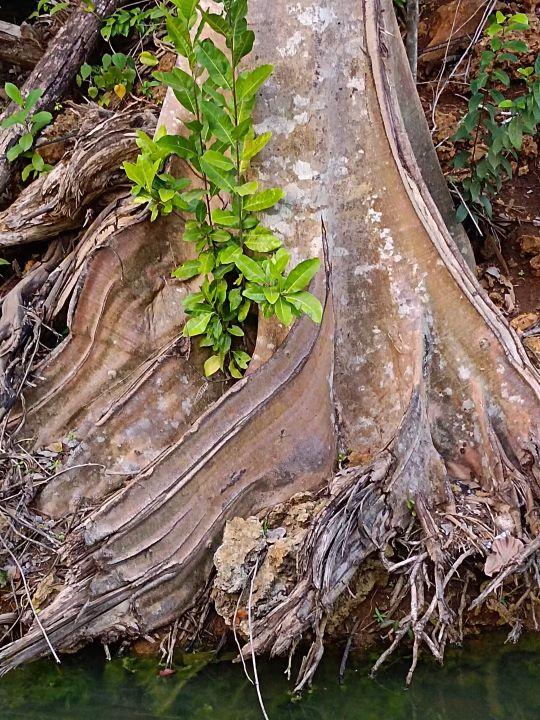 为什么很多人去印尼打工，记录印尼打工生活点滴