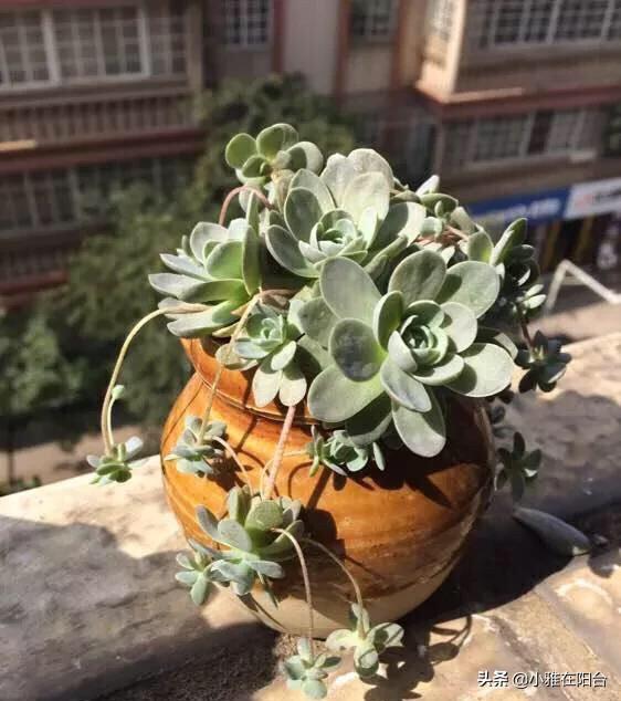 买回来的小多肉怎样从小养到爆盆，这4种多肉最好养活