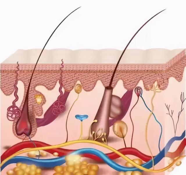 有什么办法可以解决头发细软问题，头发细软怎么办