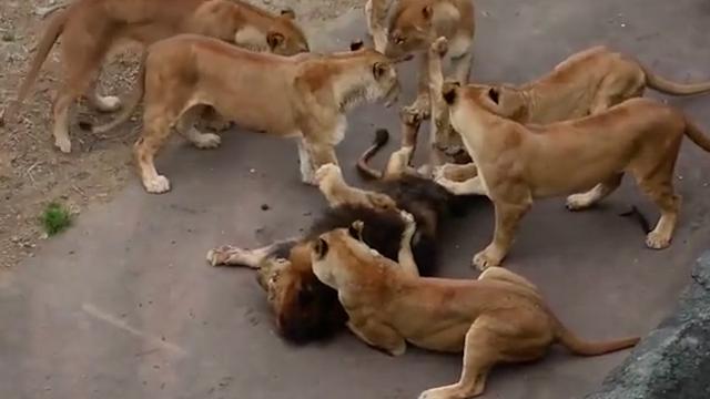 鬣狗为什么不怕雄狮呢，雄狮为何经常报复鬣狗