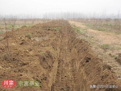 桃树全年施肥表，桃子树什么时候施肥