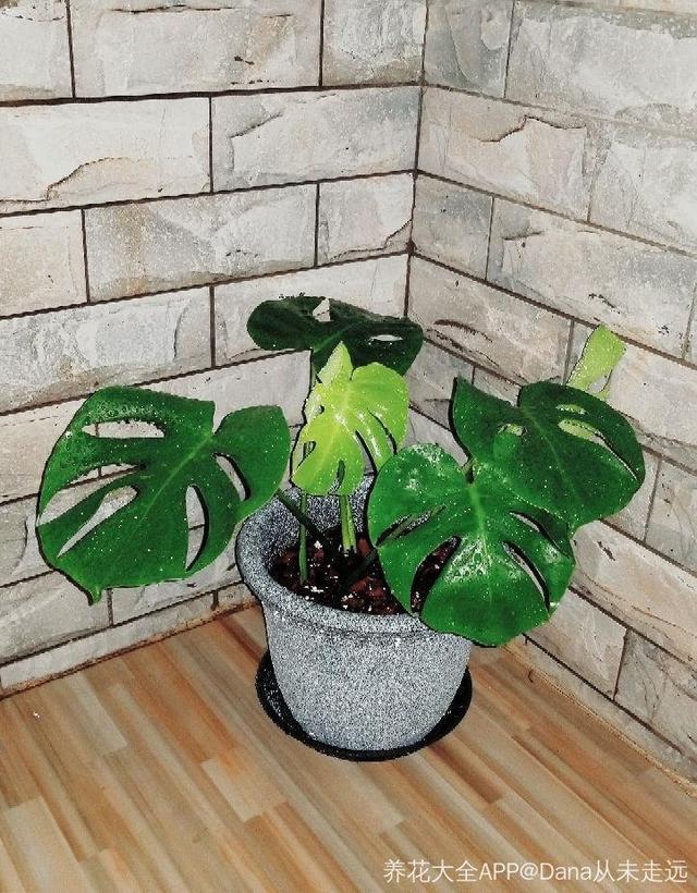 龟背竹的水养方法和注意事项，养龟背竹用对土