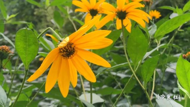 洋姜的做法大全，如何用洋姜做美食（遇见洋姜抓紧囤）