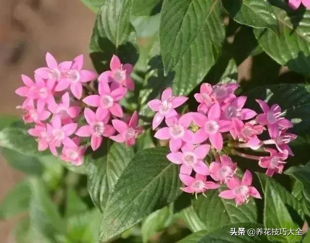 四季开花的花卉，十种四季开花的花卉有哪些（俏丽多姿的花卉）