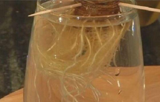 菠萝盆栽种植技术，夏季养护菠萝盆栽的4个简单步骤