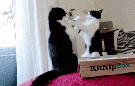 奶牛猫是什么品种，黑白猫跟奶牛猫怎么区分（都说别养奶牛猫）