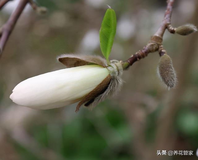 美丽漂亮的白玉兰，分享图片——最漂亮的玉兰花集