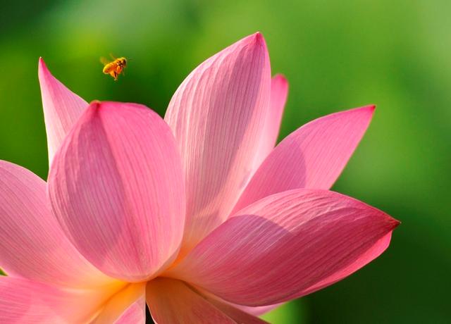 莲藕是根还是茎，莲藕可食用的部分是根还是茎（莲藕的孔洞太多）