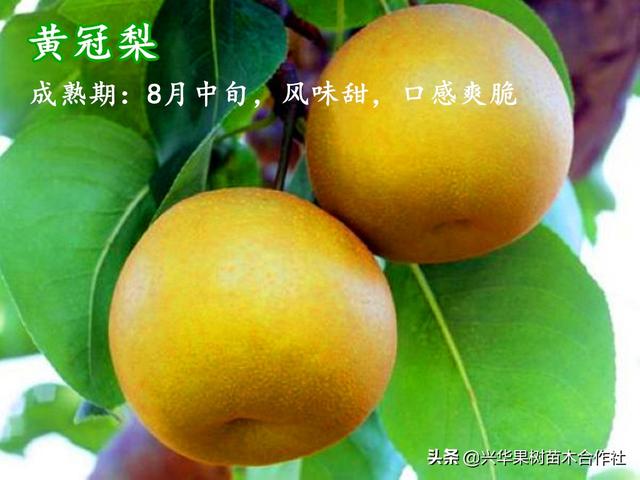 哪种梨最好吃，这6个地方比较出名