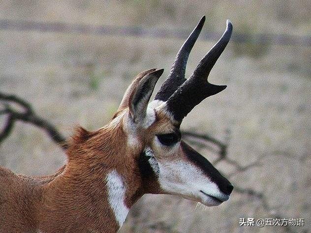 动物的角类型，浅谈哺乳动物的