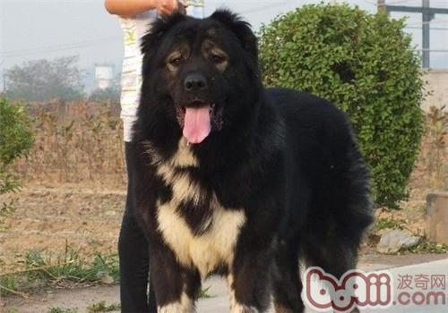 俄罗斯高加索犬，俄罗斯名犬高加索介绍