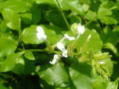 老鸹眼树果实，果实黑的像34