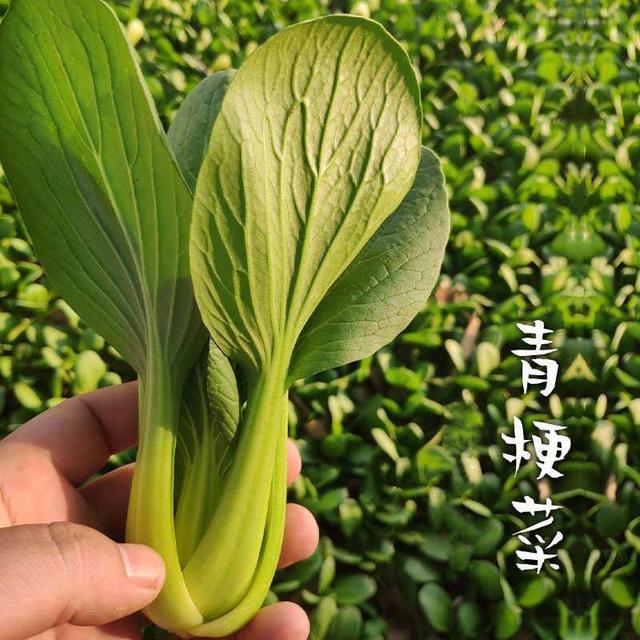 你还知道哪些好的青菜品种，这些蔬菜新品种助力农业提质增效