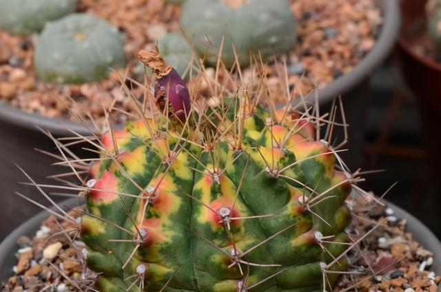 仙人掌开花图片，八种开花勤快的仙人掌植物（40多种罕见的仙人掌开花图）