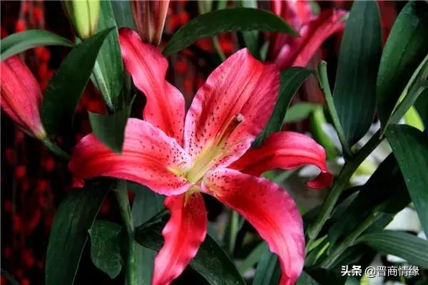 各种百合花的花语，不同数量的百合花的含义都不一样哦