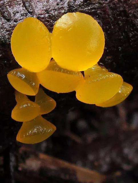 美丽的蘑菇大自然的杰作，草地上各种各样的蘑菇