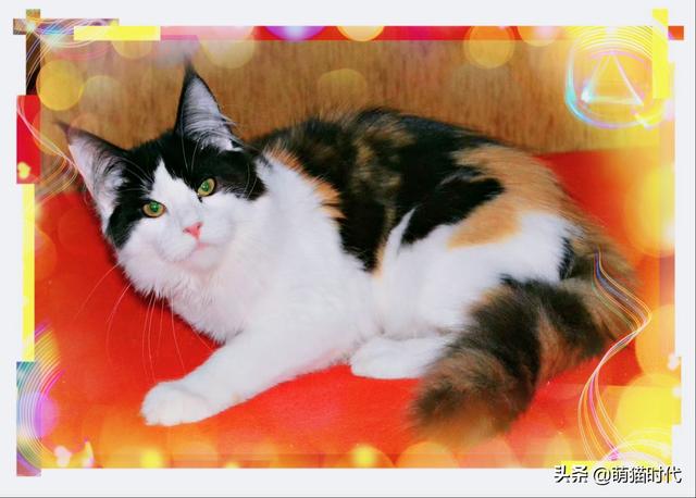 猫粮应该怎么喂，怎样的猫粮让猫吃着放心