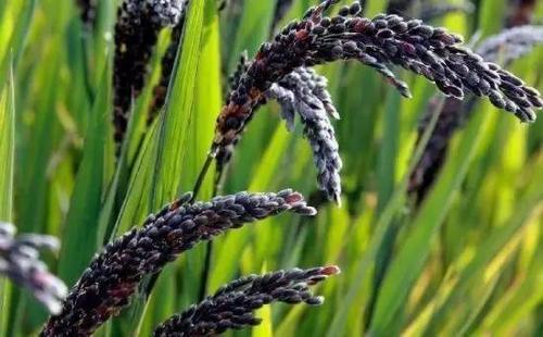 贵比黄金的紫色大米，大米是怎么种植出来的