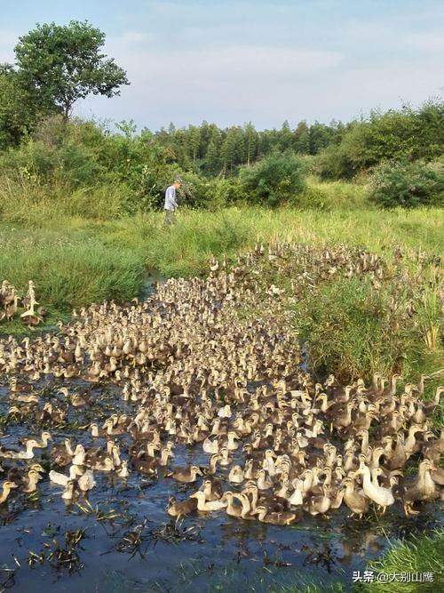 养鸭的7种方法，经验全部告诉你