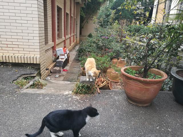 昆明海鸥最佳观赏地，去海埂大坝看海鸥前