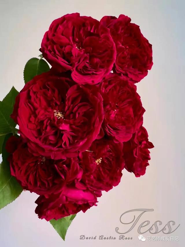 复古香槟色玫瑰，52朵香槟色玫瑰