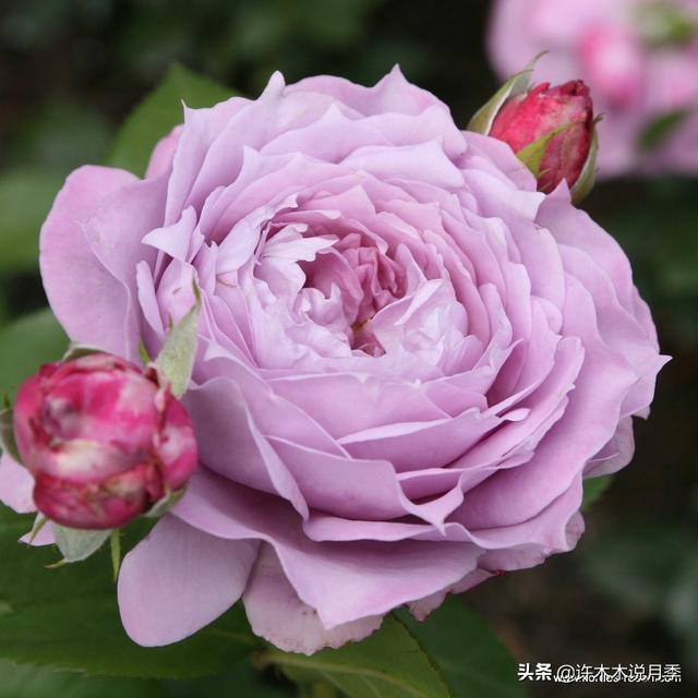 花色鲜艳又浓香的月季品种，浓香四溢的6款月季