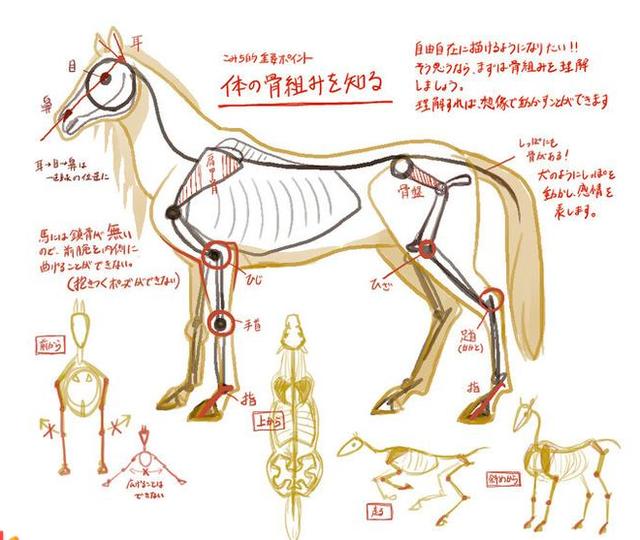 徐悲鸿画马技法，徐悲鸿马画法图（第一次看徐悲鸿画马的过程）