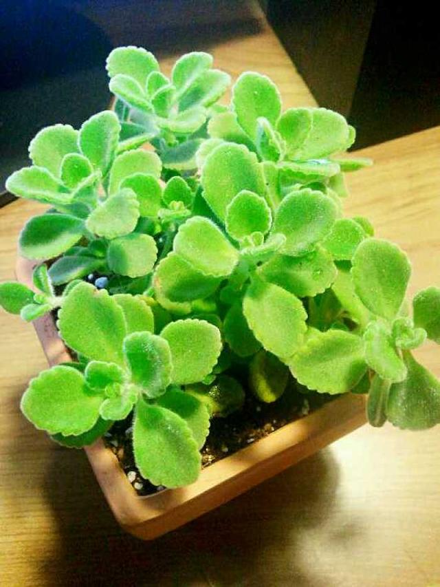 最适合家庭净化空气的花，17种公认的养人花