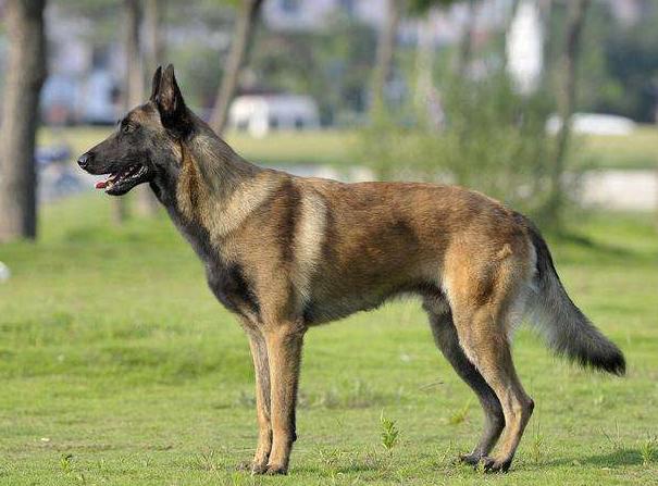 马犬和德牧哪个凶，德牧田园犬和马犬哪个好（看完你会选择谁呢）
