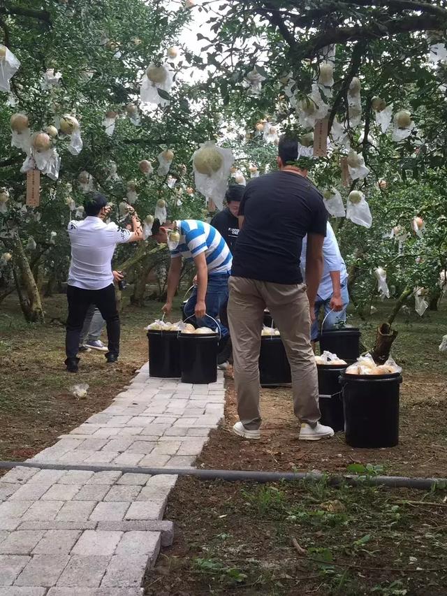 吃过云南这十种名果的人，云南十种野果吃法