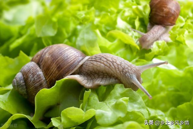 蜗牛在家里怎么养，蜗牛怎么养殖才能活（蜗牛室内的养殖技术要点）