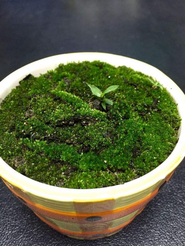苔藓植物的四个作用，另外还有好几个价值