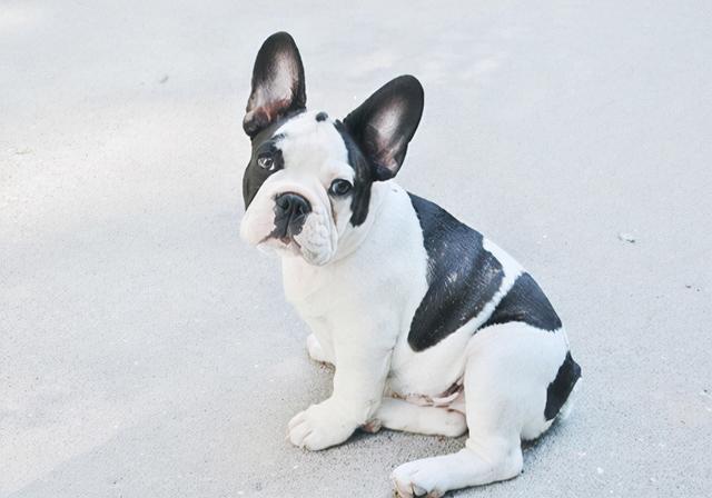 狗狗得严重耳螨怎么治，狗狗耳螨特别严重怎么办