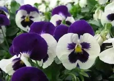 花语代表治愈的花，100种花的花语养养眼