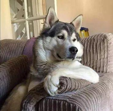 哪些狗狗性格温顺又便宜智商高，公认傻狗排行榜