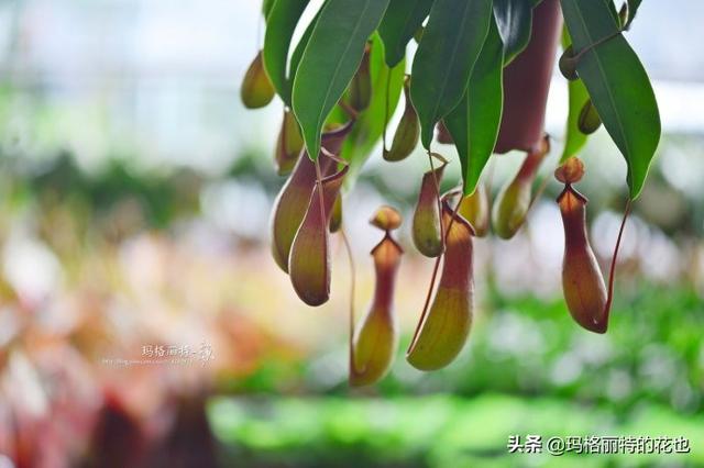 通向死亡的甜蜜诱惑，什么猪笼草是最好养（大量吸食它，可致人瘫痪、死亡）