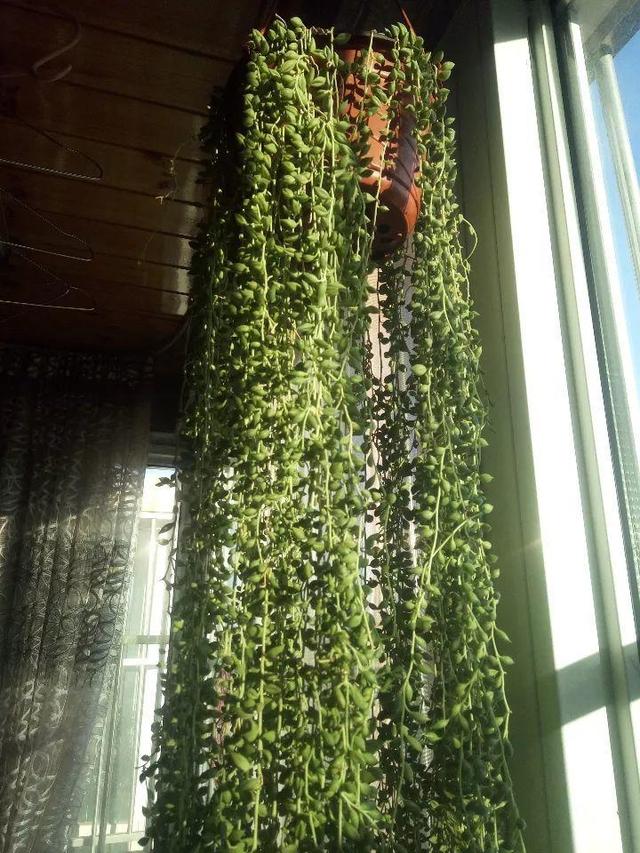 庭院中种什么爬藤花，院子里如果想搭设花廊架