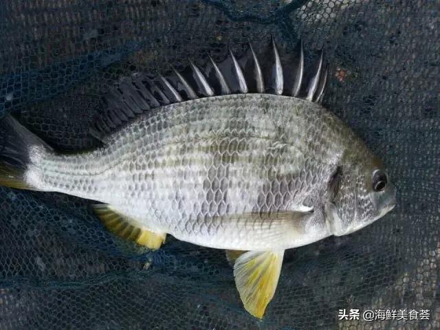 厦门特色海鲜排行榜，厦门人最喜欢的12种海鲜