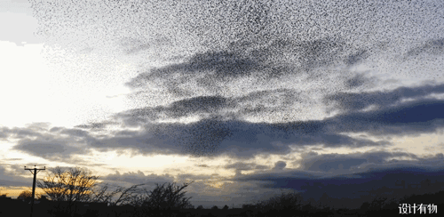 施华洛世奇摆件，施华洛世奇经典款天鹅摆件（这次又是什么绝美造型）