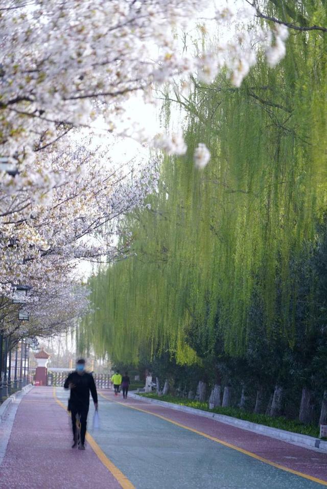 洛阳樱花道旅游攻略，樱花大道游人流连忘返