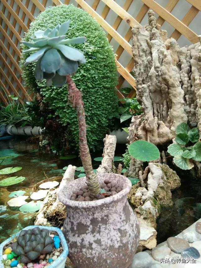 养鱼水浇花好吗，能长期用养鱼水浇花吗（看完这几点你就知道了）