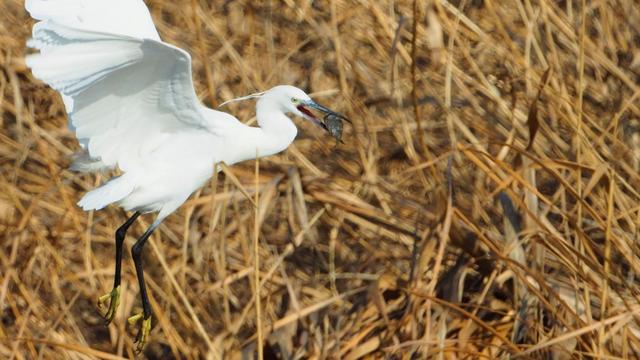 奥林巴斯em1，奥林巴斯em1mark3测评