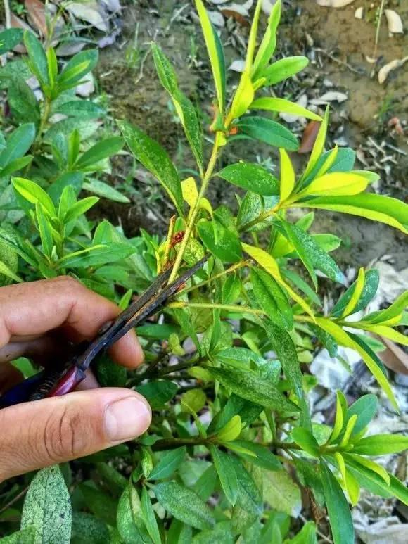 杜鹃花开时如何养护，杜鹃开败了春天3个