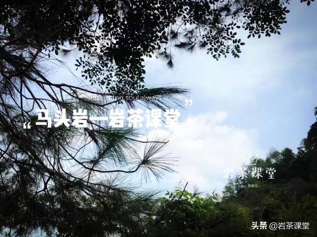 马头岩肉桂特点，既然三坑两涧里没有马头岩